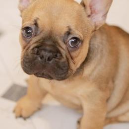 French Bulldogs from Marlo Kennels