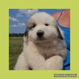 Lime collar - White and badger male Great Pyrenees puppy in Mikado, Michigan from Brittain Family Farm