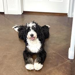 Bernedoodle Puppies from Sweet Pea Bernedoodles