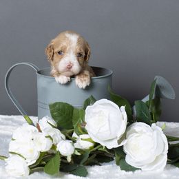 Australian Labradoodle Puppies from Napa Valley Australian Labradoodles