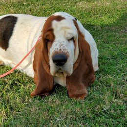 Gallop - Basset Hound