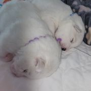 American Eskimo Dog Puppies from SkyFlyer Eskies