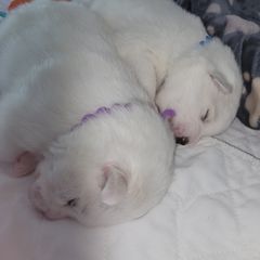 American Eskimo Dog Puppies from SkyFlyer Eskies