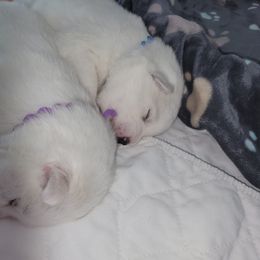 American Eskimo Dog Puppies from SkyFlyer Eskies