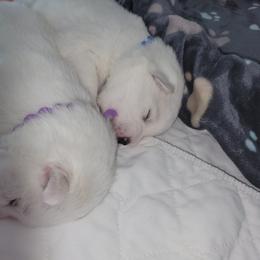American Eskimo Dog Puppies from SkyFlyer Eskies