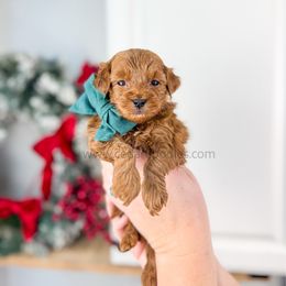 Teddy 9-12lbs - Red  male Goldendoodle puppy in Cedar City, Utah from Cedar Doodles- Home of the Teddybear Goldendoodle