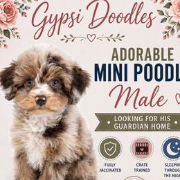 Utah residents only - Guardian Home Opportunity - Brown male Poodle puppy in Herriman, Utah from Gypsi Doodles & Poodles LLC.