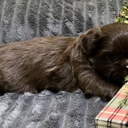 Shih Tzu Puppies from Hilltop Shih Tzus