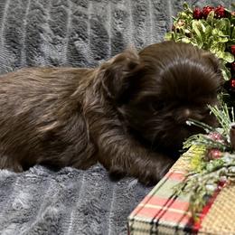 Shih Tzu Puppies from Hilltop Shih Tzus