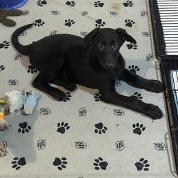 German Shepherd Puppies from Devon Rugerio's German Shepherds