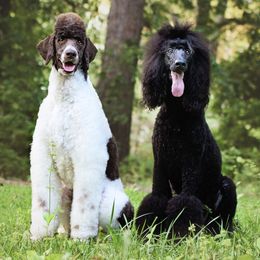 Poodles from Flourishing Fancies
