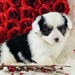 Candy - Black and tan female Pembroke Welsh Corgi puppy in Muldrow, Oklahoma from Dean’s Rustic Ranch Corgis and Horses