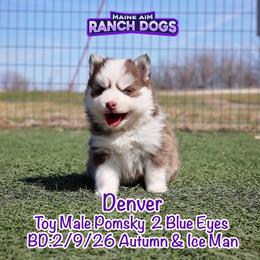 Denver - Red and white male Pomsky puppy in Humeston, Iowa from M.A.R. Dogs