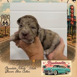 Roadmaster - Merle male Goldendoodle puppy in Garland, Texas from Twilight Doodles