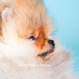 Pomeranian Puppies from Candy Shop Poms