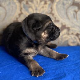 Blue collar boy - Black and red male German Shepherd puppy in Coleta, Illinois from Four Leaf Farm- Vom Vierblättriges Bauernhof