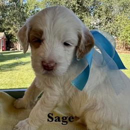 Sage - Cream male Australian Labradoodle puppy in Citrus Heights, California from Elite Blend Labradoodles