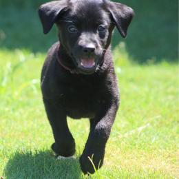 Girl 4 - Black female Labrador Retriever puppy in Four Oaks, North Carolina from TLC Retrievers
