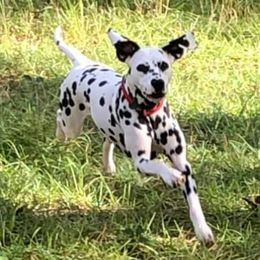 Dalmatians from Talmeades Dalmatians