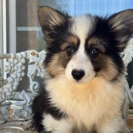 Jr (fluffy) - Black and tan male American Corgi puppy in East Oakdale, California from Rhettro Kennels