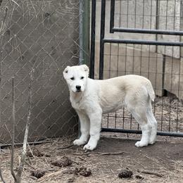 Bashira - Fawn female Central Asian Shepherd Dog puppy in Island City, Oregon from Alabaivalley