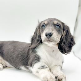 Olaf - Piebald male Dachshund puppy in Moses Lake, Washington from Evergreendox Dachshunds