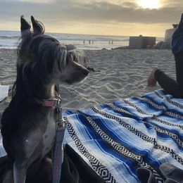 Chinese Cresteds from SoCal Chinese Crested