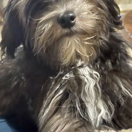 Havanese and Whippet All Grown Up from Alerek whippets and Havanese
