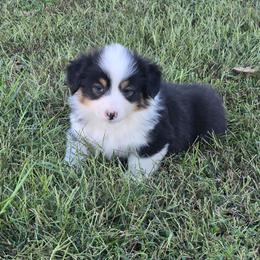 This young man is a full fluffy tri. I beleive he may keep his black head like his momma. - Black and tan male Pembroke Welsh Corgi puppy in Harrisburg, Illinois from Parish Corgis
