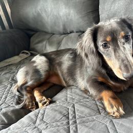 Lilly - Dachshund