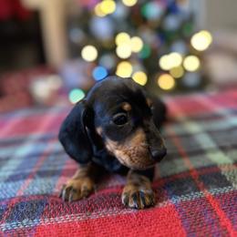 Bill - Black and tan male Dachshund puppy in Mascot, Tennessee from Magnolia Pearl Dachshunds
