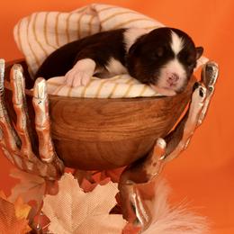Girl 1 - Miniature American Shepherd puppy from Cedar Moon