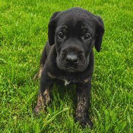 Raya - Black female Great Dane puppy in Mayfield, New York from Sacandaga Danes