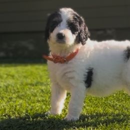 Bernedoodle Puppies from SoCal Bernedoodles