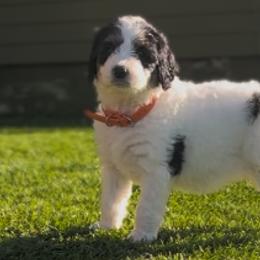 Bernedoodle Puppies from SoCal Bernedoodles