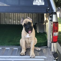 Cane Corso Puppies from Royal Class Kennels