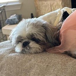 Shih Tzus from Cueva Pups