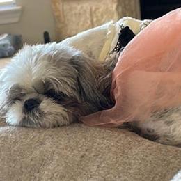 Shih Tzus from Cueva Pups