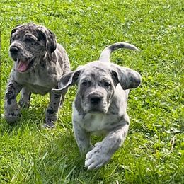 Great Dane Puppies from BkB’s House of Danes