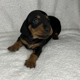 La La - Black and tan female Dachshund puppy in Mocksville, North Carolina from The Dachs of Hazzard Dachshunds
