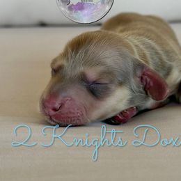 Jackson - Cream male Dachshund puppy in New Braunfels, Texas from 2 Knights Doxies