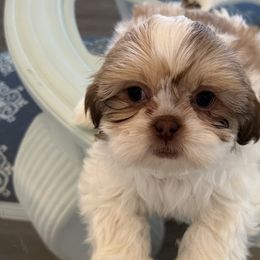 Girl 1 - Shih Tzu puppy in Kissimmee, Florida from Bebe AKC Puppies