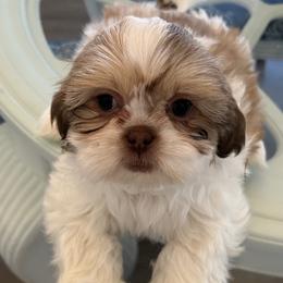 Girl 1 - Shih Tzu puppy in Kissimmee, Florida from Bebe AKC Puppies