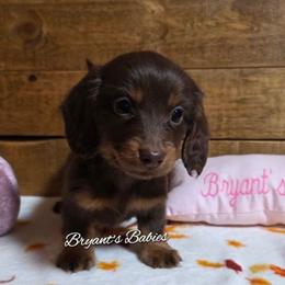 Princess - Chocolate and tan female Dachshund puppy in Webb, Alabama from Bryant's Babies