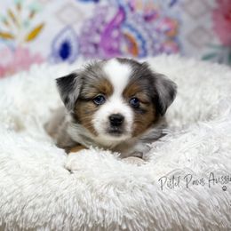 Miniature Australian Shepherd and Toy Australian Shepherd Puppies from Pistol Paws Aussies