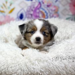 Miniature Australian Shepherd and Toy Australian Shepherd Puppies from Pistol Paws Aussies