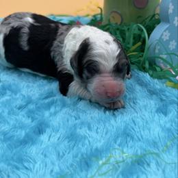 Max - Blue merle male Sheepadoodle puppy in Willacoochee, Georgia from Kitandkboodle's Doodles