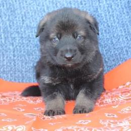 Boy 1 - Sable male German Shepherd puppy in Republic, Washington from Von Zobel Haus Kennels