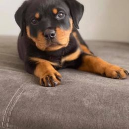 Rottweiler Puppies from Premier Rottweilers