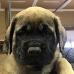 Mastiffs and Nova Scotia Duck Tolling Retrievers from Coopers Mastiffs & Duck Tollers